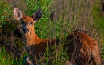 Ciervo de los pantanos, una especie en creciente peligro de extinción
