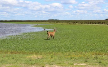 Vacantes para trabajar en el Parque Nacional Ciervo de los Pantanos