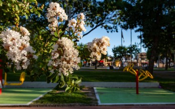 Se prevén plantar 6 mil árboles durante este año en nuestra ciudad