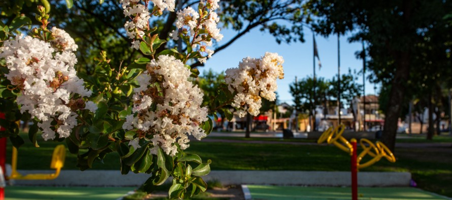 Se prevén plantar 6 mil árboles durante este año en nuestra ciudad