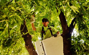 Trabajos de despeje de luminarias y cámaras de seguridad en Arenales entre Mansilla y Libertador