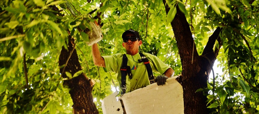 Trabajos de despeje de luminarias y cámaras de seguridad en Arenales entre Mansilla y Libertador