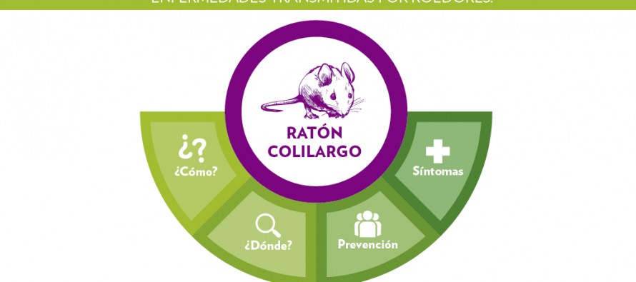 Hantavirus: operativo en Infico y recomendaciones para evitar la aparición de roedores