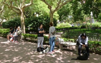 Operativo de castración y vacunación de mascotas en Plaza Mitre