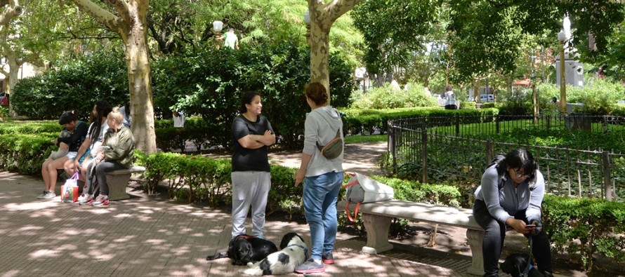 Operativo de castración y vacunación de mascotas en Plaza Mitre