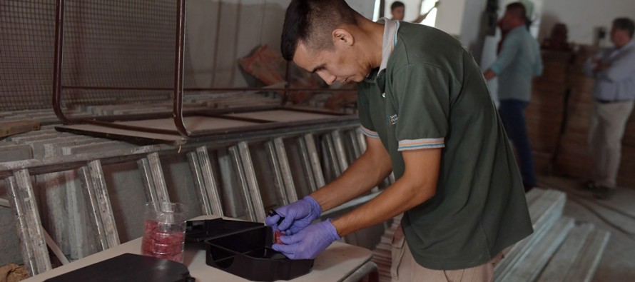 Operativos de desratización en las escuelas de nuestra ciudad
