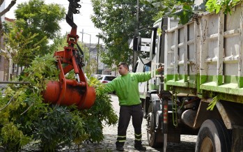 Trabajos de despeje de luminarias y cámaras de seguridad en nuestra ciudad