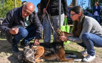 ¿Dónde estará el quirófano móvil de Zoonosis esta semana?