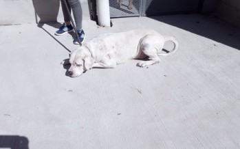 Se busca al dueño de un dogo al que le curaron las heridas tras encontrarlo en Del Arca y Arias