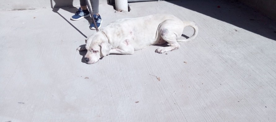 Se busca al dueño de un dogo al que le curaron las heridas tras encontrarlo en Del Arca y Arias