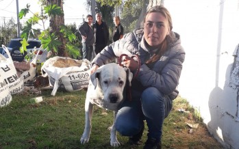 Gracias a la solidaridad de todos Pancho se reencontró con su dueña