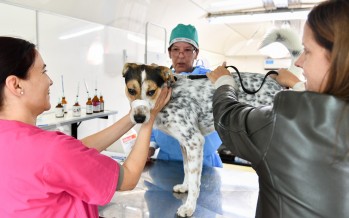 Operativo de zoonosis en el barrio Aviación