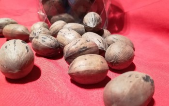 Conociendo a la nuez Pecán