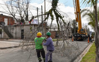 Extraen dos árboles con peligro de derribo en el barrio Santa Rosa