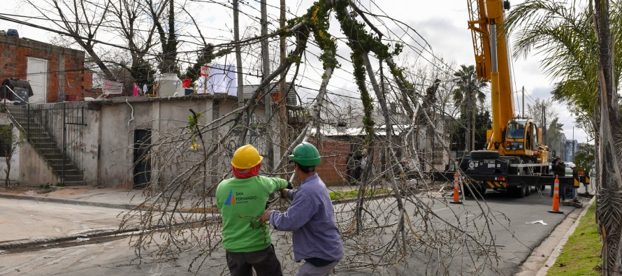 Extraen dos árboles con peligro de derribo en el barrio Santa Rosa