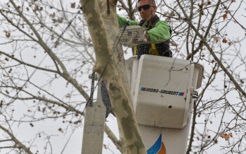 Se profundiza el Plan de Poda 2019 en nuestra ciudad
