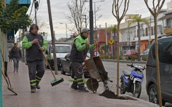 Avanza el plan de forestación en la avenida Avellaneda