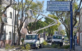 Cuidado especial de los jacarandás antiguos de la ciudad