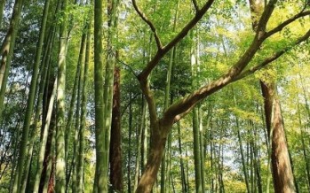 Simposio sobre la bioeconomía del bambú
