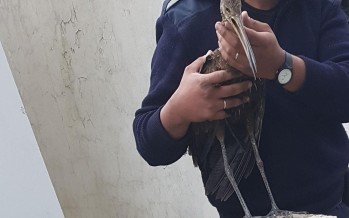Rescataron un caráu aparecido en una vivienda de White al 1000