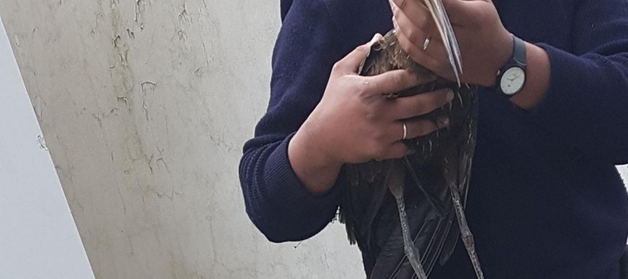 Rescataron un caráu aparecido en una vivienda de White al 1000