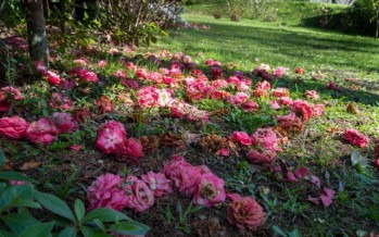 Un tesoro de camelias en el corazón del Delta