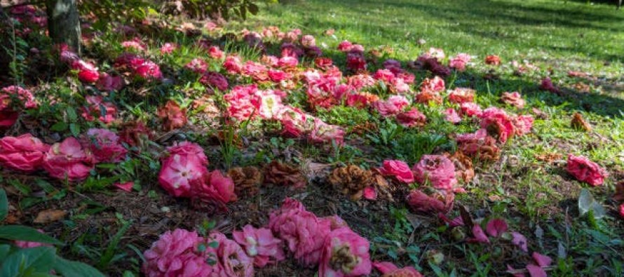 Un tesoro de camelias en el corazón del Delta