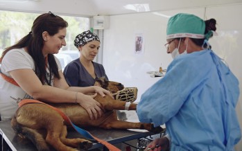 Zoonosis: operativo de castración y vacunación en el Parque del Bicentenario