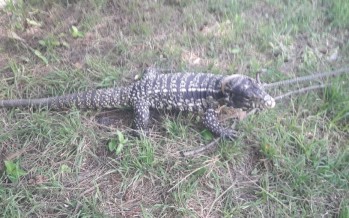 Defensa Civil capturó un lagarto overo en la calle Beltrán y lo devolvió a su hábitat natural