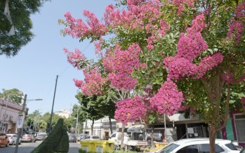 Se plantarán 10 mil árboles nuevos durante este año en nuestra ciudad