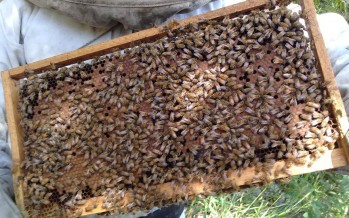 El INTA Delta realizó un monitoreo del Apiario del Centro de Formación Profesional de Paraná Miní