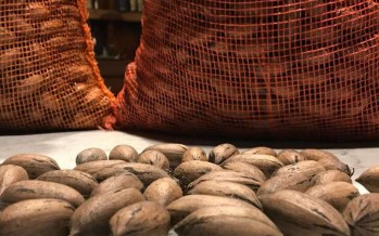 Delta: Argentina realizó la primera exportación de nuez pecán por vía aérea