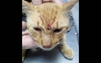 Denuncian que un vecino del barrio Crisol ataca animales con rifle de aire comprimido