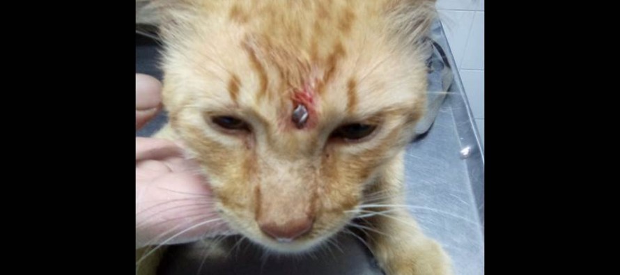 Denuncian que un vecino del barrio Crisol ataca animales con rifle de aire comprimido