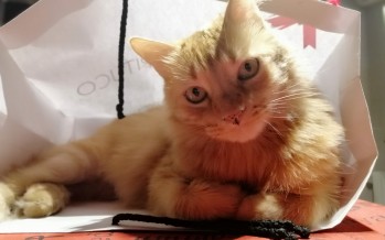 Coronavirus: ¿Cómo impacta la cuarentena en los gatos?