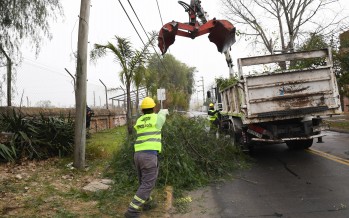 Trabajos de despeje de luminarias sobre Simón de Iriondo