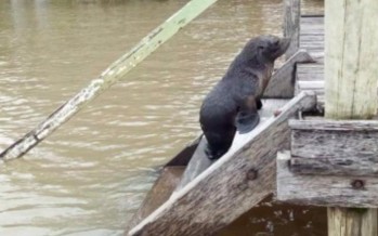 Rescataron un lobo marino en el Delta
