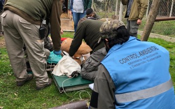 Un ciervo de los pantanos fue reinsertado en su hábitat tras tres meses de recuperación