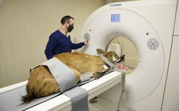 Estudian a una cierva de los pantanos por un problema vascular en el cerebro