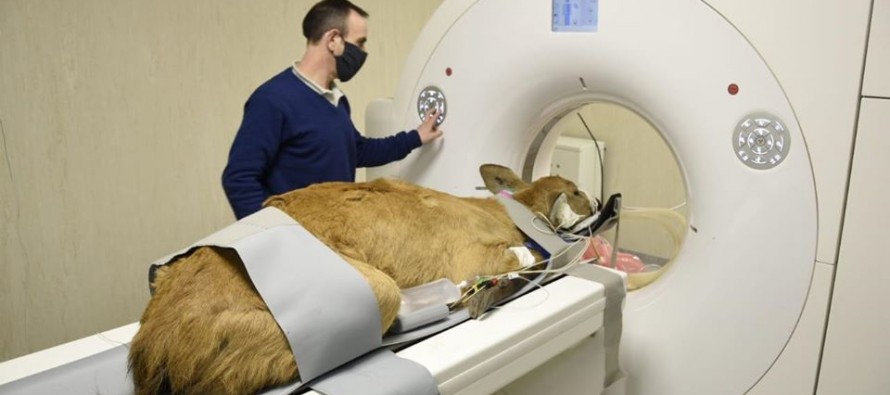 Estudian a una cierva de los pantanos por un problema vascular en el cerebro