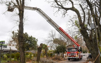 El Municipio controló el estado de árboles antiguos en Punta Chica