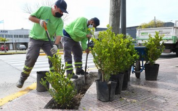 Nuevos arbustos en la Ruta 202