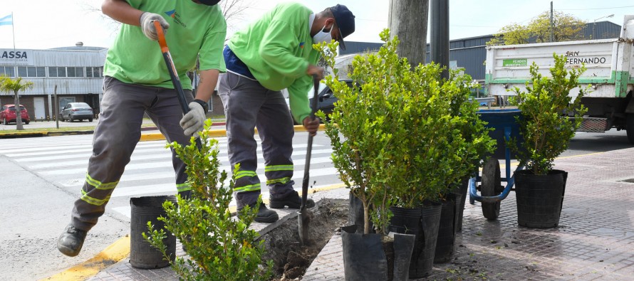 Nuevos arbustos en la Ruta 202