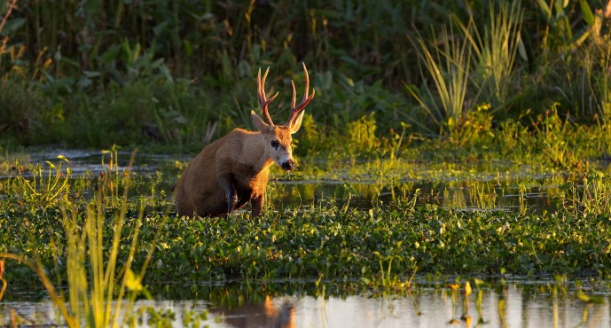 Un importante estudio reveló que el Delta del Paraná se hunde más rápido que el nivel del mar
