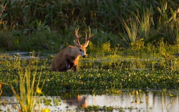 Día de los Humedales: “están entre los ecosistemas que más contribuyen a la sociedad»