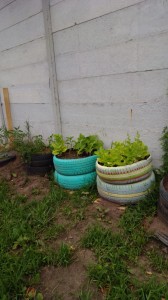 Huerta 25 de Mayo