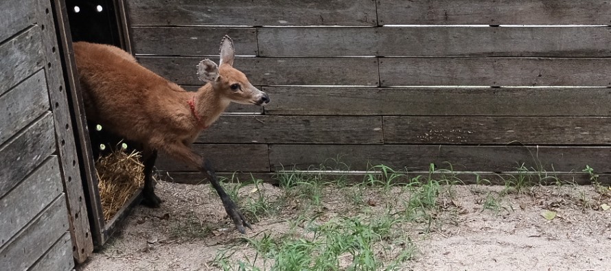 Rescataron a un ciervo de los pantanos en el Delta