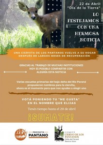 Ciervo de los pantanos