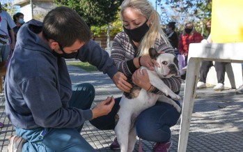 El operativo de zoonosis llega al barrio Fate y al centro de nuestra ciudad