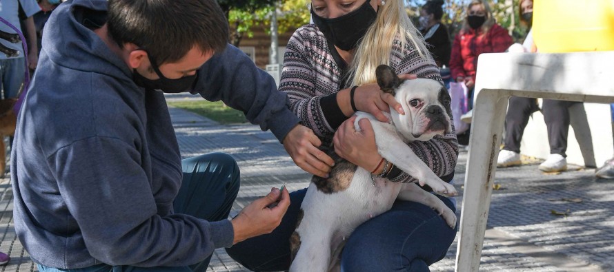 El operativo de zoonosis llega al barrio Fate y al centro de nuestra ciudad